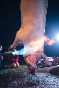 Pig slaughter
