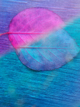 Half pink half blue lonely leaf.