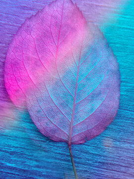 Fluorescent blue and pink lonely flimsy leaf with petiole.