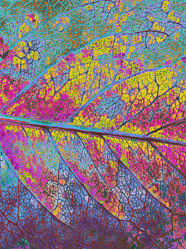 Neonic colorful texture of a single leaf.