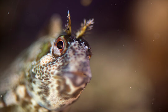 Bavosa gattoruggine -Parablennius gattorugine.  Tompot blenny. Capo Caccia Park Alghero. Sardinia. Italy