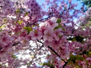 pink cherry blossom in spring