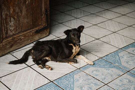 Street dog