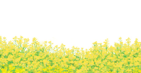 菜の花畑　背景素材　野原　シンプル　白背景　透過　横長