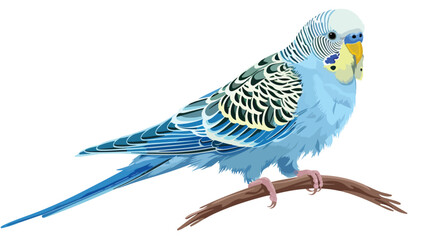Illustration of blue parakeet bird isolated on white