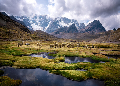 A herd of Alpacas in epic Peruvian highland scenery