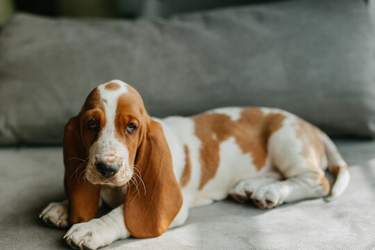 basset hound