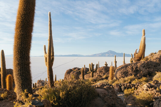Landscape of Cactus formation