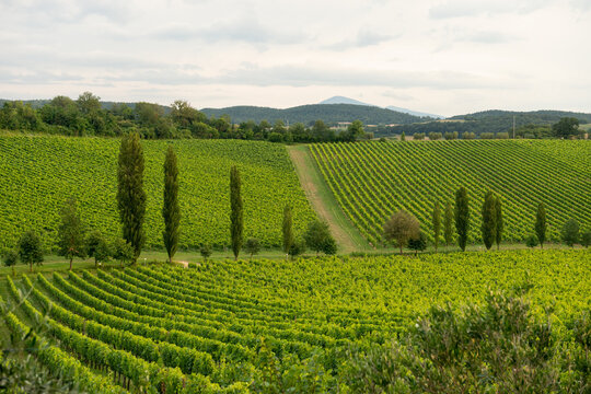 Vineyard in the Tuscan region of Italy
