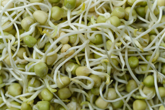 Close up of pea spouts