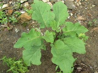 eggplant trees that grow abundantly in front of the house