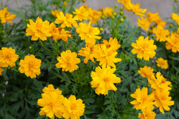Sulfur cosmos limonnyy venets yellow flower