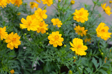 Sulfur cosmos limonnyy venets yellow flower