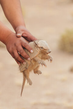 Man holds small armadillo in Bolivia