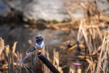 red billed blue magpie. 
