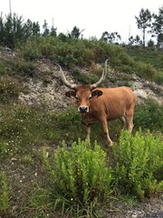 Bull in Northern Portugal Mountains