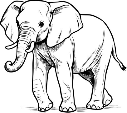 Handdrawn elephant outline drawing