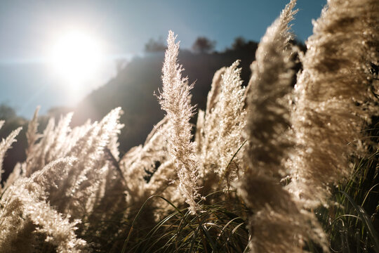 Dried Wild Grass blowing on the wind