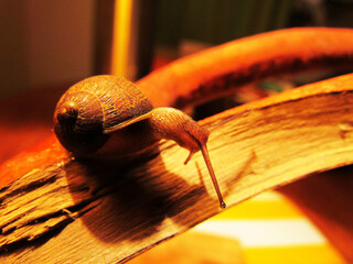 pequeño caracol posado en una rama