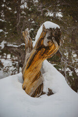 Tree in the Mountain Desert