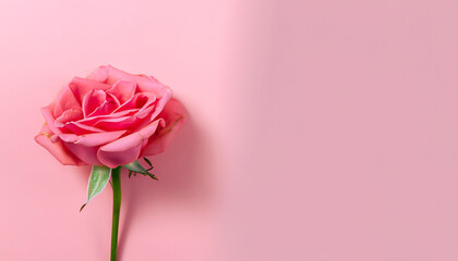 Minimal style. Pink rose pastel pink background. beauty concept; flat lay design