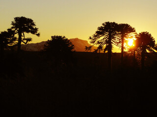 maravilloso atardecer, el sol se esconde tras las araucarias en la cordillera de Los Andes