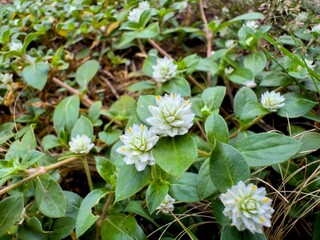 Abstract photo of Gomphrena celosioides plant with natural green leaves and small white flowers.