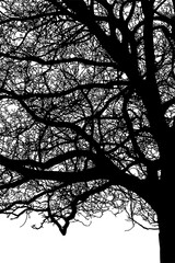 ramas, arboles, siluetas, vegetacion, roble, bosque, paisaje, vector, hojas, abstracto, sauce, tronco, malesa, pegatina