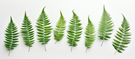 A straight row of vibrant green fern leaves is neatly arranged against a pure white background. The leaves are lush and healthy, creating a striking contrast against the bright backdrop.
