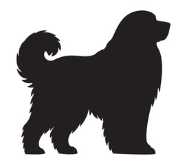 Akbash Dog. Vector image. White background.