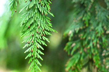 Close up of cedar tree branch hanging down in the foreground, with more branches and needles in the background out of focus. 
