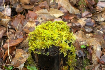 Close up of moss, most likely Handsome Woollywort (Trichocolea tomentella),  growing on a tree stump, with fallen leaves on the forest floor in the background. 
