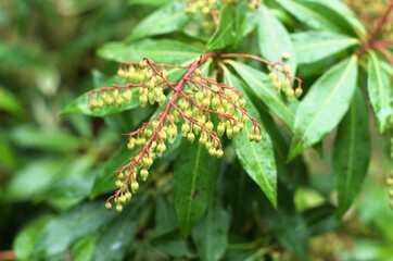 Close up of a bunch of flower buds, specifically a Japanese Andromeda (Pieris japonica). 