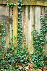 Ivy growing up an old decaying wooden fence. Taken on the Burnt Bridge Creek Trail, a local hiking trail following a creek through Vancouver, WA.