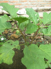 eggplant trees that grow abundantly in front of the house