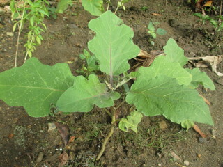 eggplant trees that grow abundantly in front of the house