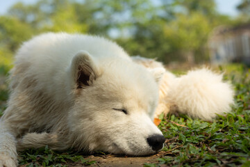 Face close up of adorable purebred dog, samoyed, with white fluffy fur who is laying down alone on grass outdoor in park with relaxation and comfortable under sunlight for his nap and rest.