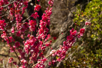plum blossoms