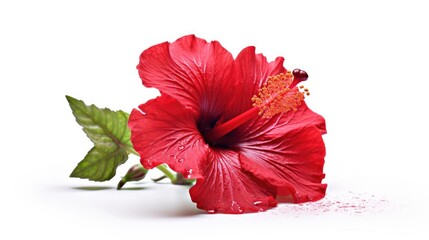 Photo of red hibiscus flower isolated on white background