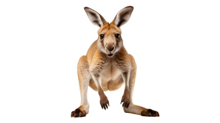 Kangaroo's Happy Jump on Transparent Background