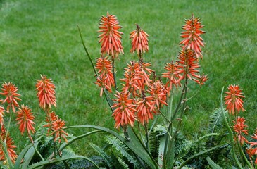 The light orange flowers of Aloe vera Nyeriensis
