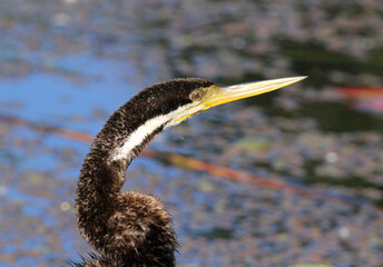 Close up portrait of an Australasian darter bird next to the water