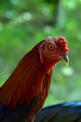 portrait of a rooster