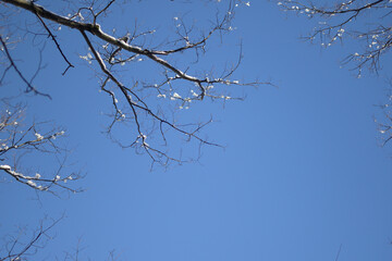 Johns Hopkins University 