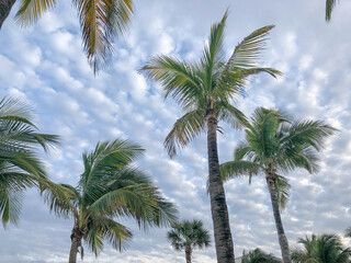 Mostly cloudy palm trees Dania Beach, FL