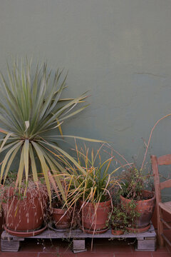 Plants on a terrace with a green wall