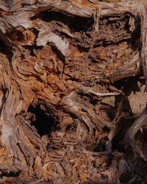 dead tree 