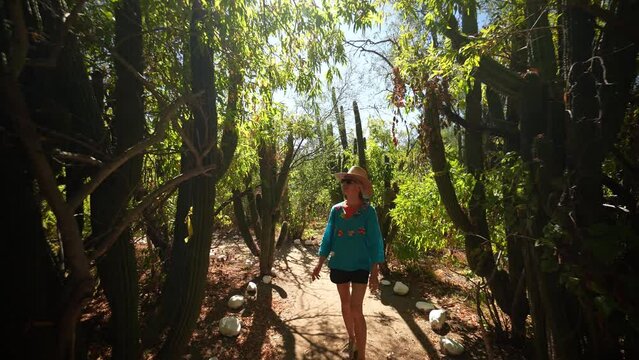 Pretty mature woman wearing ethnic clothes, sunglasses and straw hat looking up at giant cactus, walking through desert oasis among elephant cactus in Baja California Sur, Mexico near Triunfo.