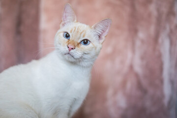 Cute Confused Curious White Cat Pink Background