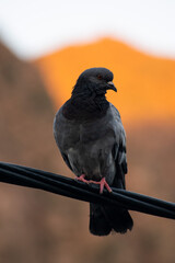 pigeon in the mountains